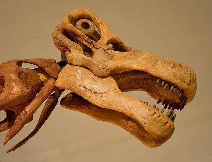 Od Boga Stwórcy do bożka ewolucji