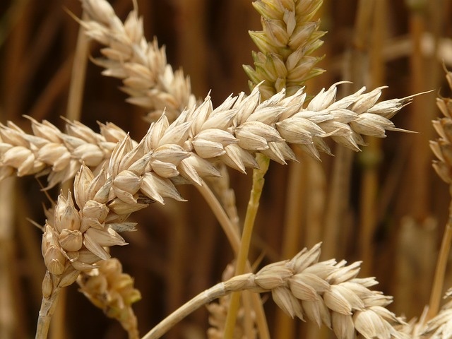 Osoby cierpiące na celiakię muszą wyeliminować z diety gluten zawarty m.in. w ziarnach pszenicy.
