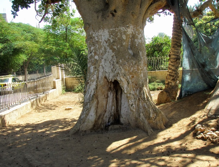 „Zacheuszu zejdź prędko..."